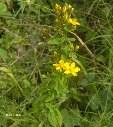 guttifera - Hypericum tetrapterum
